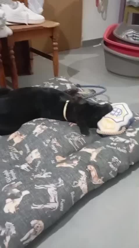 Mixed Breed dogs for adoption: Please 🙏 Puppy Mora needs a Home 🏠  - Video 4