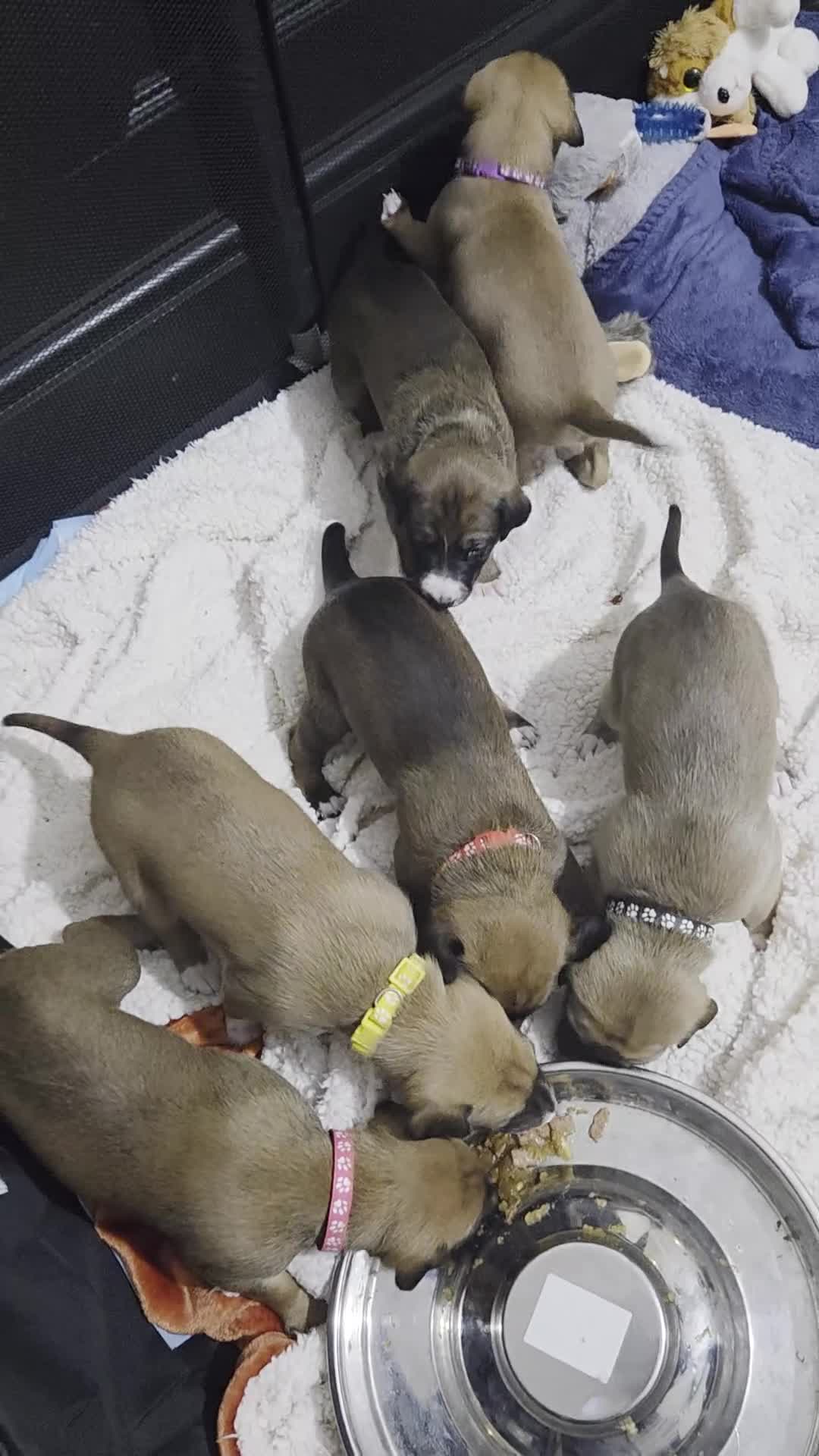 Mixed Breed dogs for sale: Saluki x lurcher hybrid  - Video 1