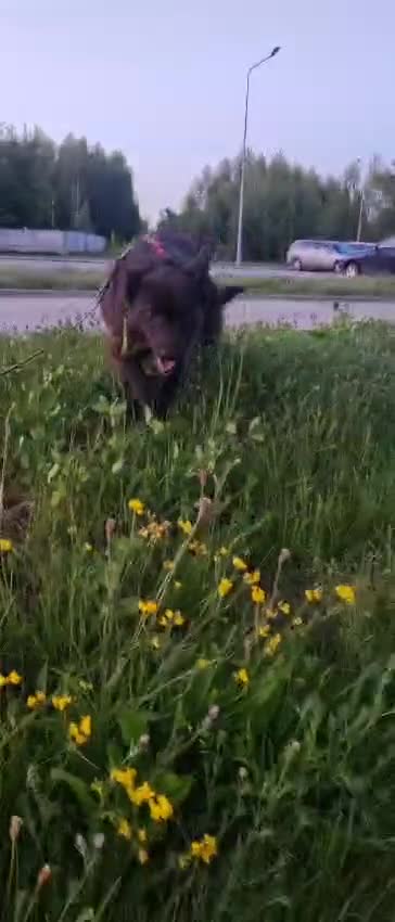 German Shepherd dogs for adoption: Kimmy’s Story: From the Brink of Death to Hope - Video 4