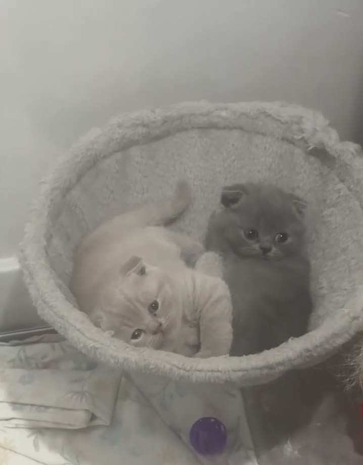 British Shorthair cats for sale: Stunning British Shorthair/Fold Kittens in Rotherham - Video 2