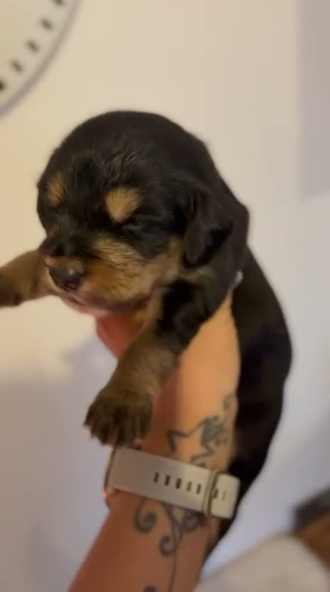 Mixed Breed dogs for sale: 🐾 Beautiful Colipoo Puppies – 4 Girls and 3 boys in Carmarthen - Video 4