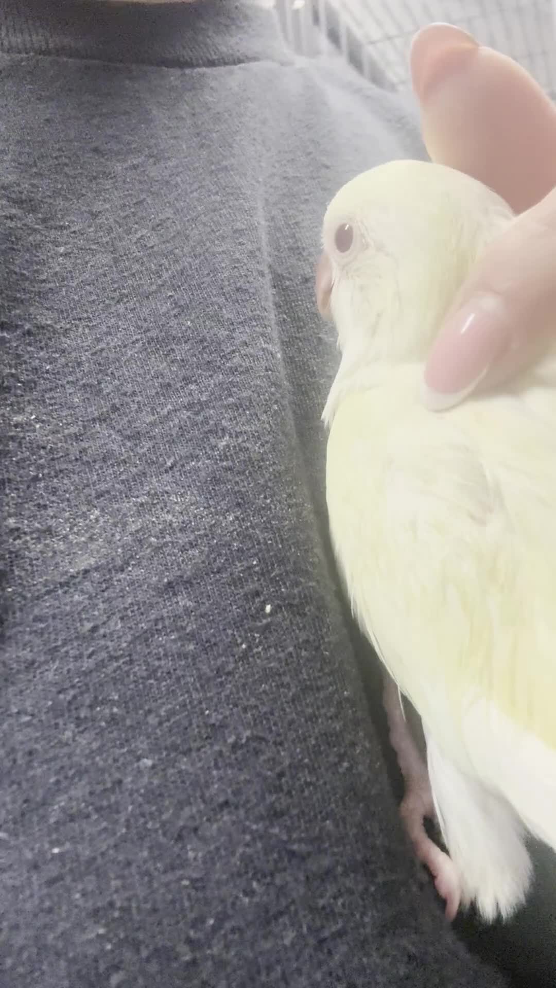 Parrots birds for sale: Super tame hand reared baby Quakers  - Video 1