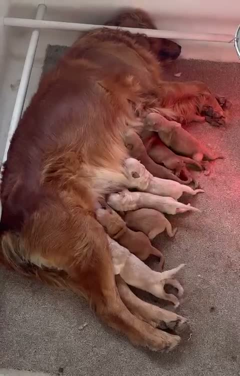Golden Retriever dogs for sale: KC registered golden retriever pups  - Video 1