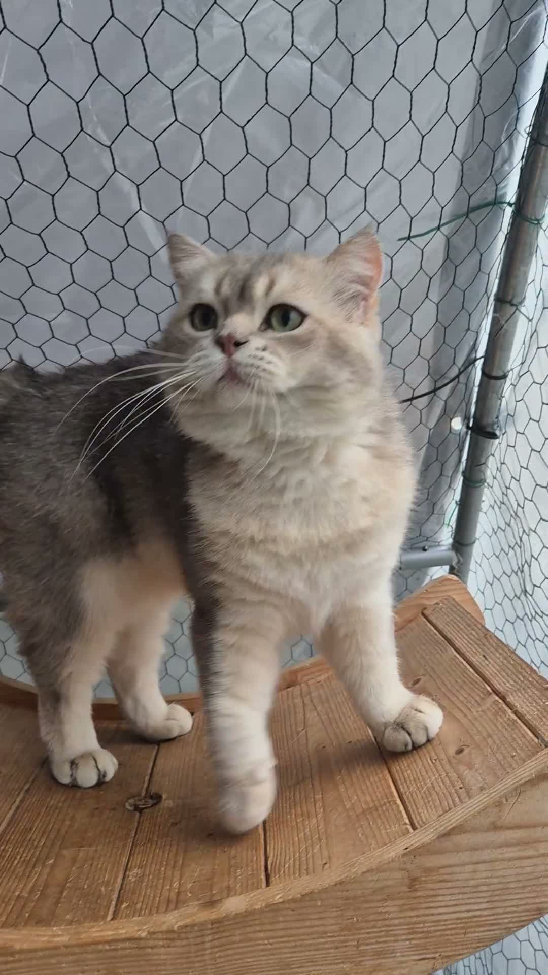 British Shorthair cats for sale: Blue Golden retired stud boy . - Video 1