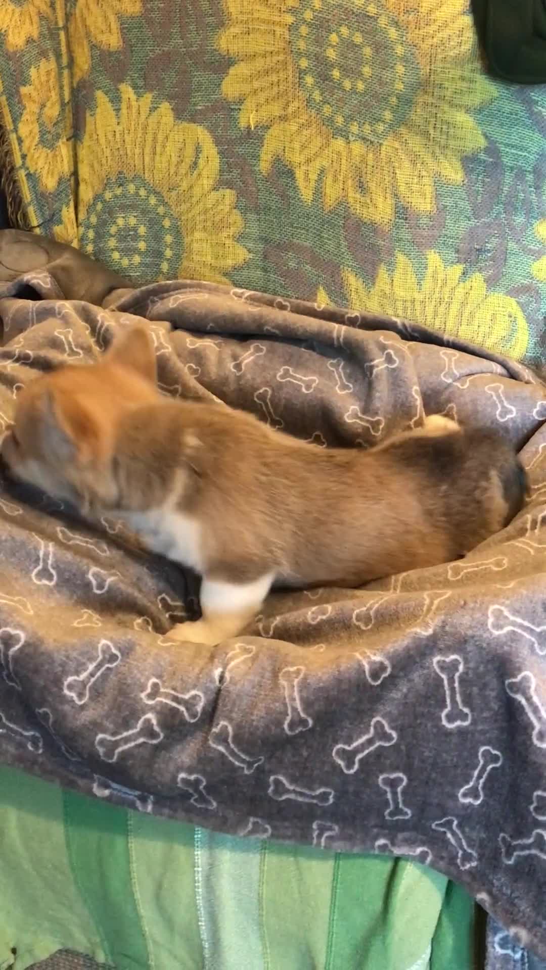 Welsh Corgi Pembroke dogs for sale: Pembroke Corgi  - Video 2