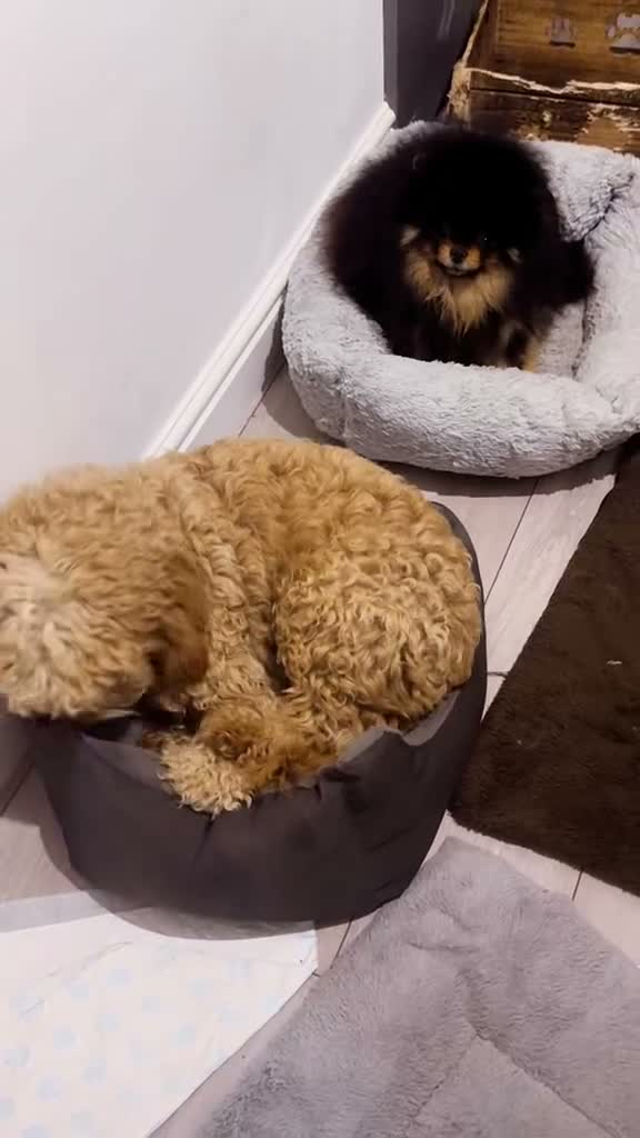 Cockapoo dogs for sale: 🎀 Fizz, a very special Cockapoo girl 🩷 - Video 2