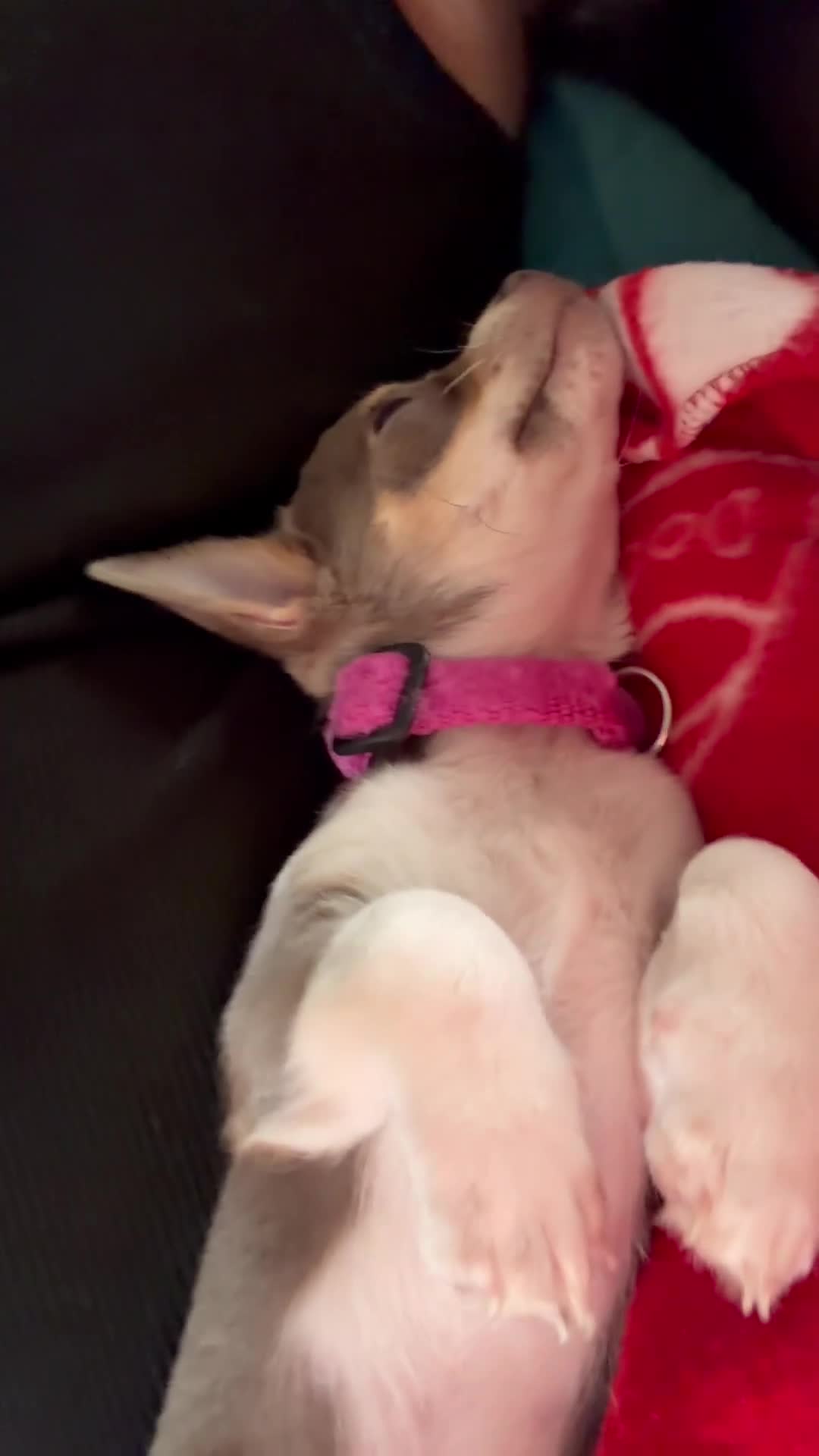 Chihuahua dogs for sale: Lilac girl  - Video 1