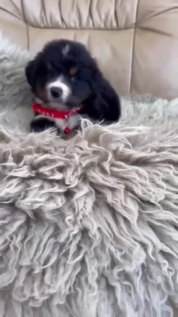 Bernese Mountain Dog dogs for sale: Stunning boys and girls - Video 1