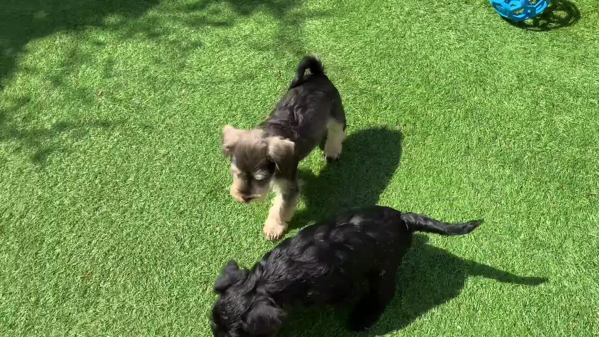 Miniature Schnauzer dogs for sale: Happy healthy miniature Schauzer puppies - Video 2
