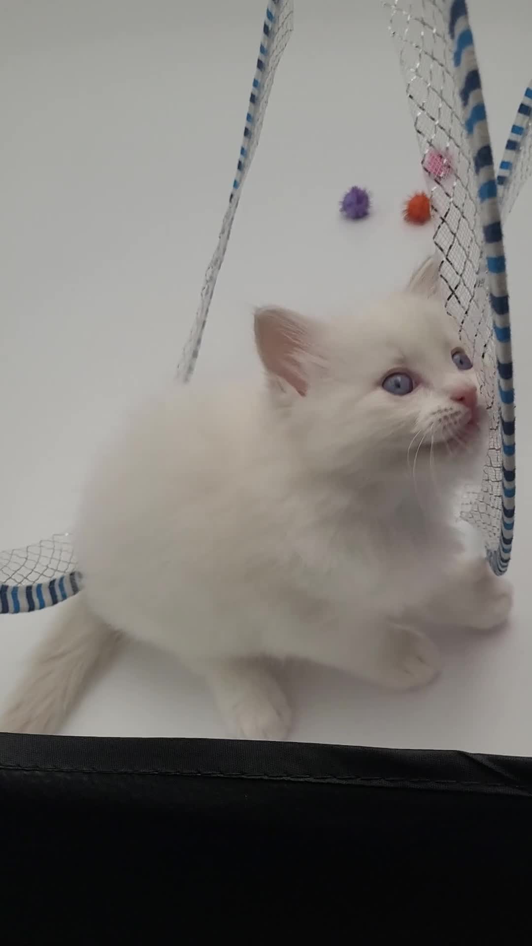 Ragdoll cats for sale: Purebred registered Ragdolls in Edenbridge - Video 3