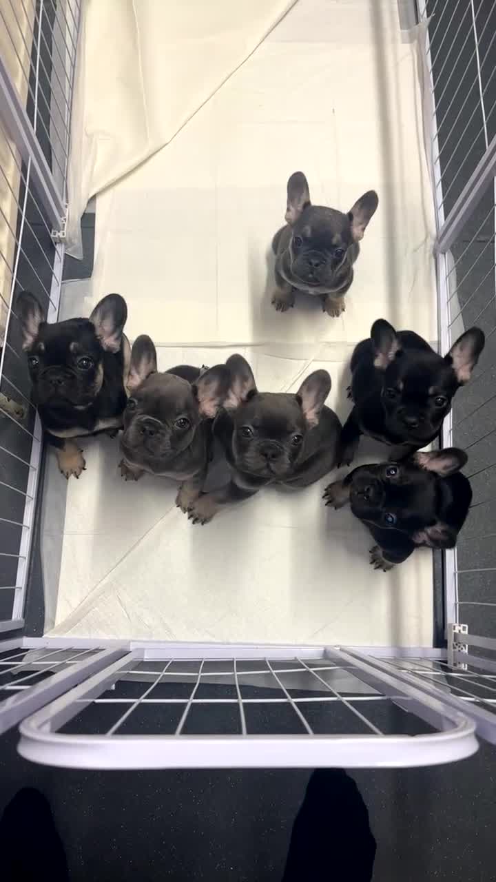 French Bulldog dogs for sale: FRENCHBULLDOG-FLUFFY CARRIERS in Wakefield - Video 1