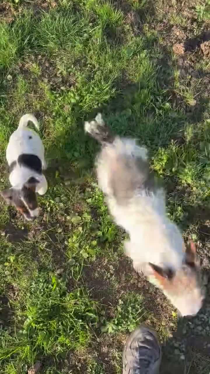 Jack Russell dogs for sale: Jack Russell terriers in Market Harborough - Video 1