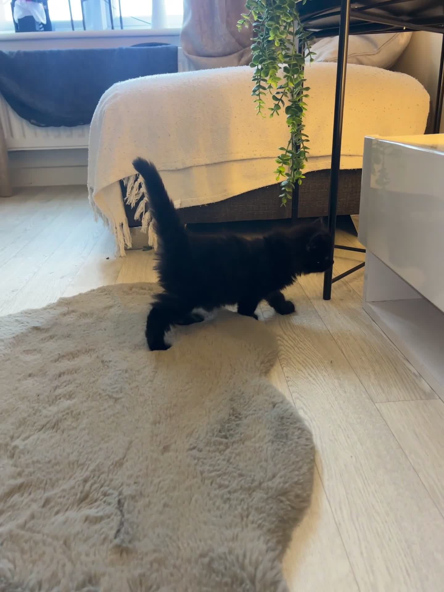 Mixed Breed cats for sale: Black fluffy male kitten  - Video 2