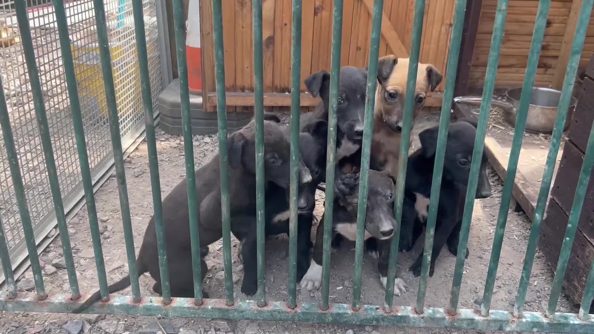 Lurcher dogs for sale: Lurcher puppies  in Manchester - Video 1