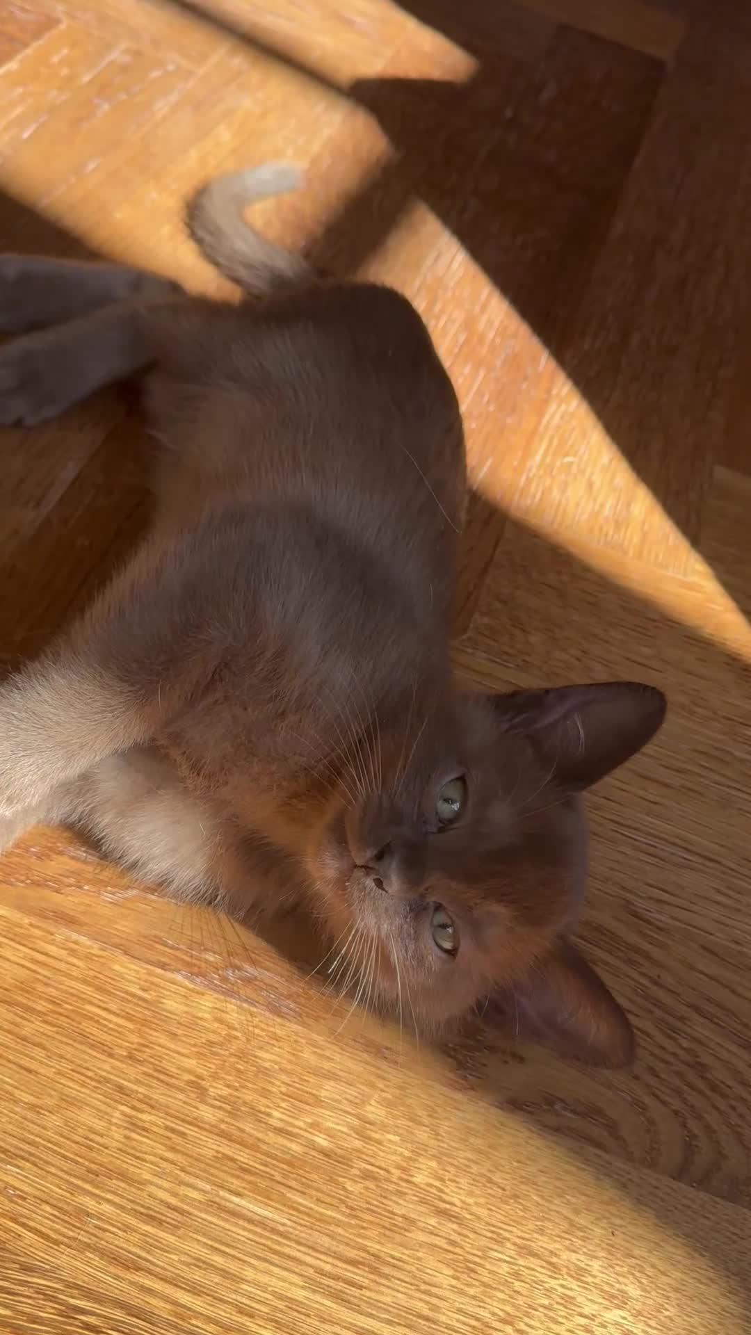 Burmese cats for sale: Gorgeous brown boy left - Video 1