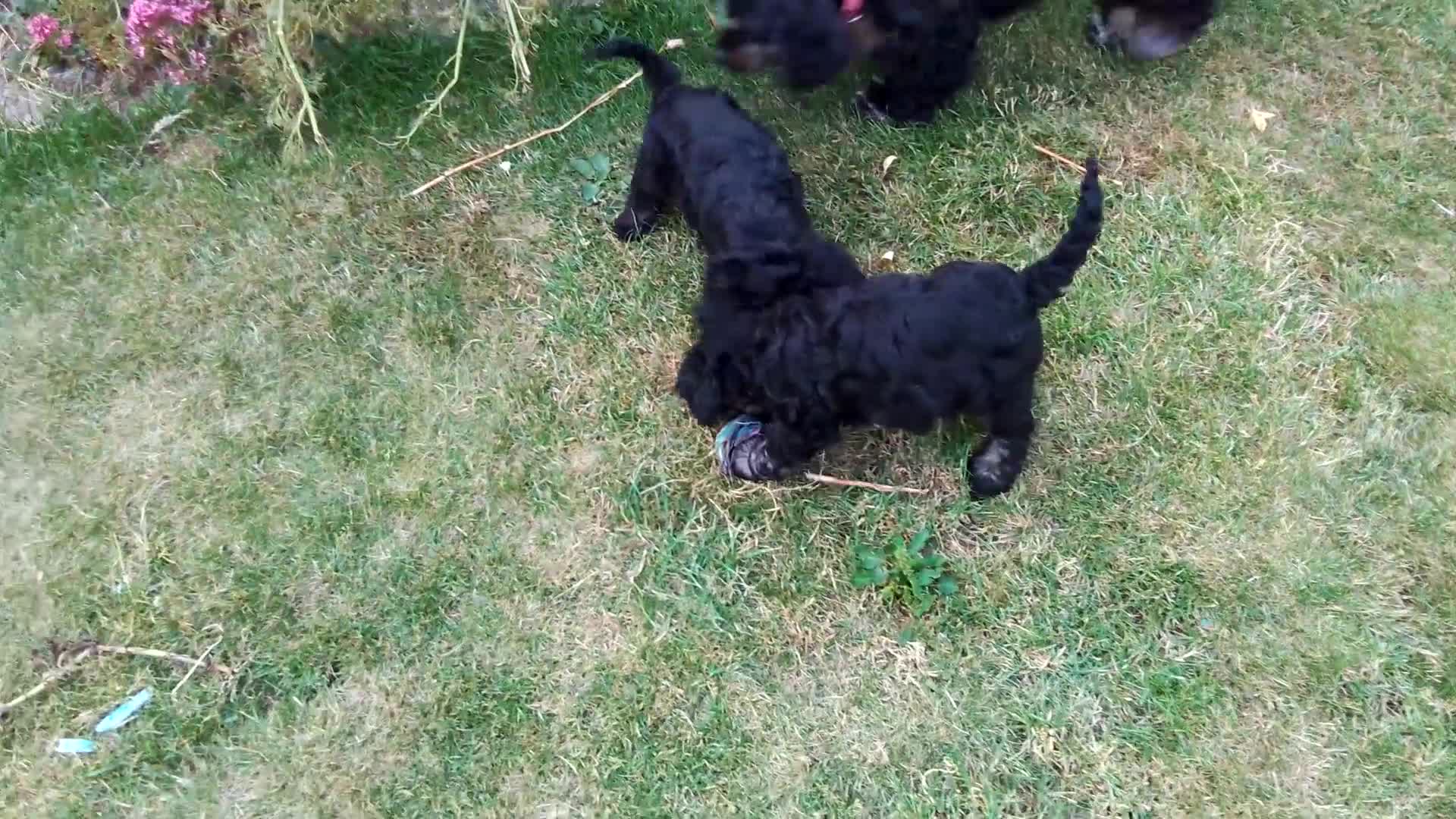 American Cocker Spaniel dogs for sale: ADORABLE YANKEE DOODLES  in Lauder - Video 1