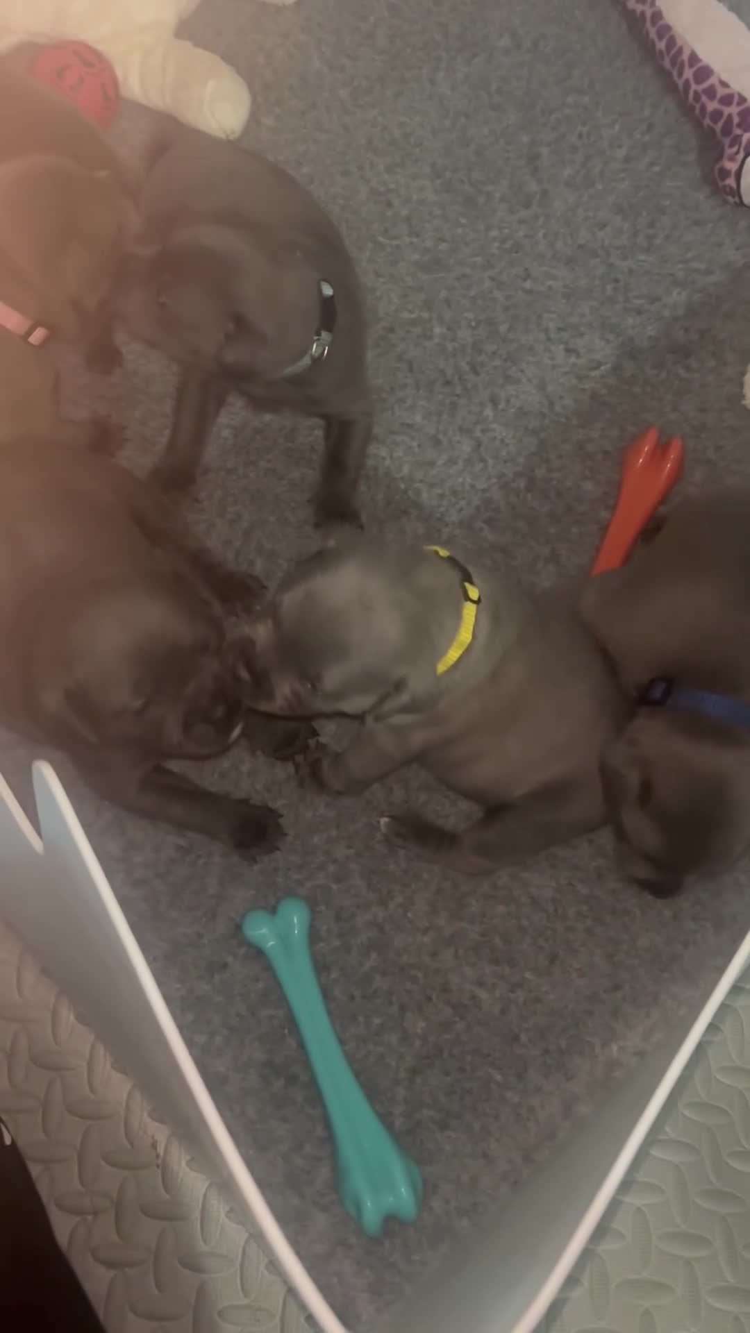 Staffordshire Bull Terrier dogs for sale: Piro daughter & Pharon (Bullscaff) pups for sale - Video 2