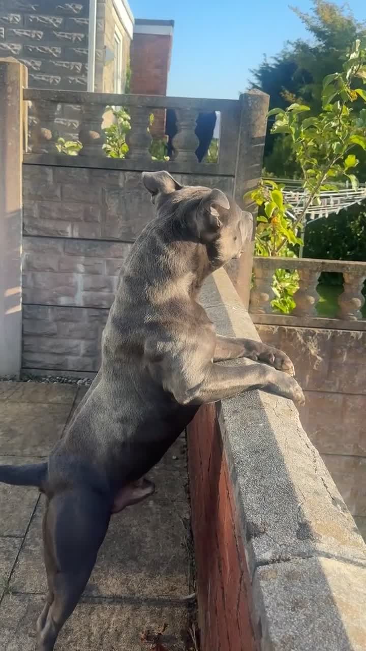 Staffordshire Bull Terrier dogs for sale: Blue staffy Rex  - Video 1