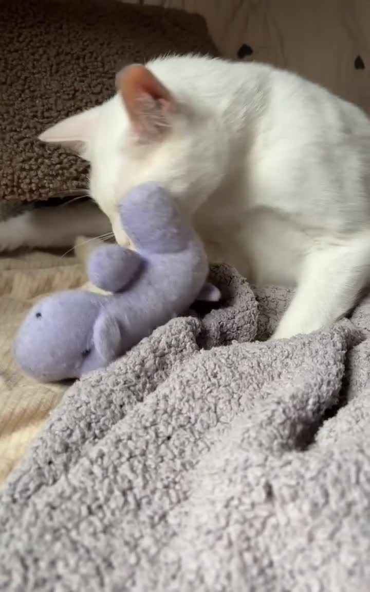 Arabian Mau cats for adoption: Toastie  - Video 1