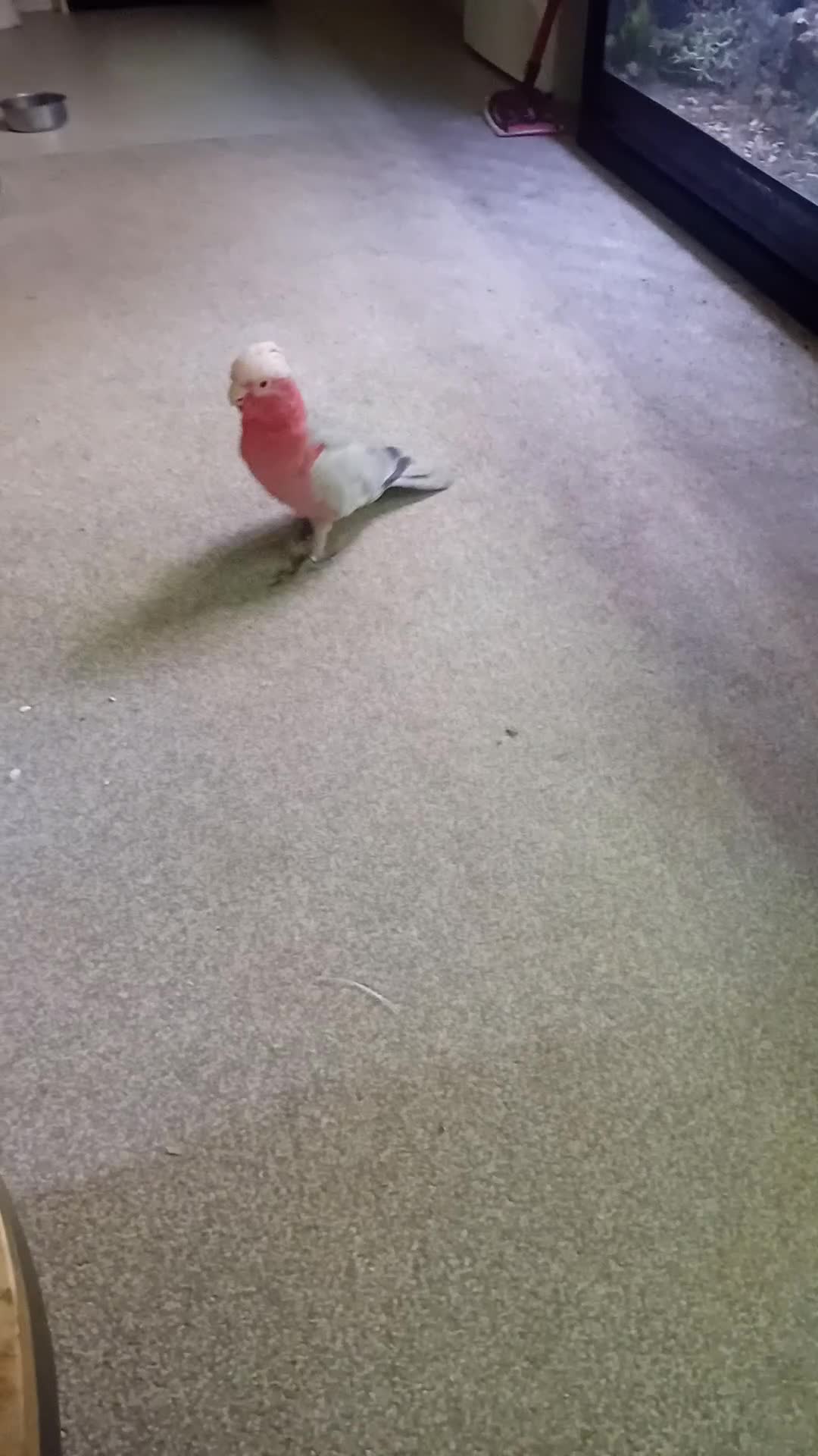 Mixed Breed birds for sale: Galah cockatoo pair-£2500 - Video 1