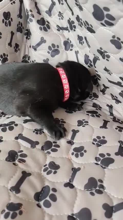 German Shepherd dogs for sale: 6 Beautiful German Shepherd Puppies in Tenbury Wells - Video 1