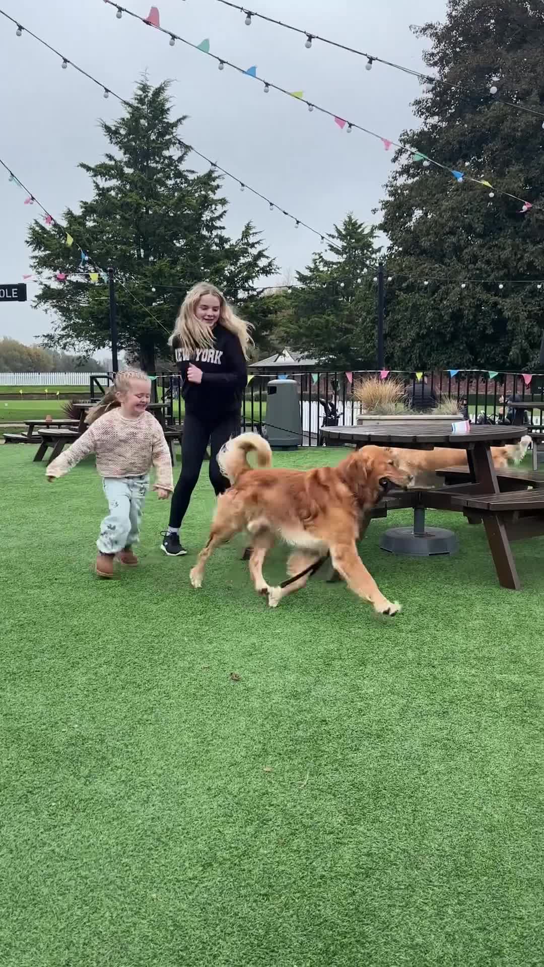 Golden Retriever dogs for stud: Boy for stud - Video 1