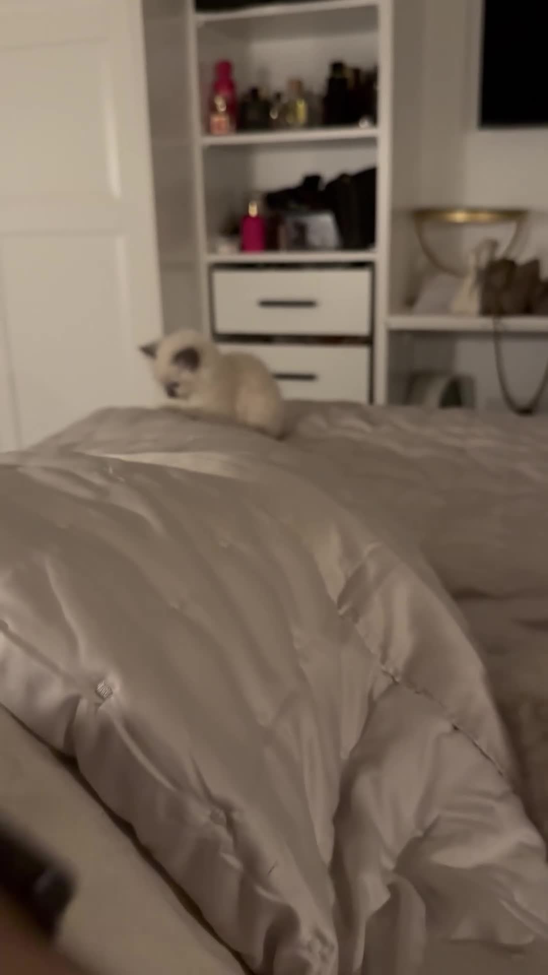 Ragdoll cats for sale: Beautiful affectionate pedigree ragdoll kittens 💙 - Video 3