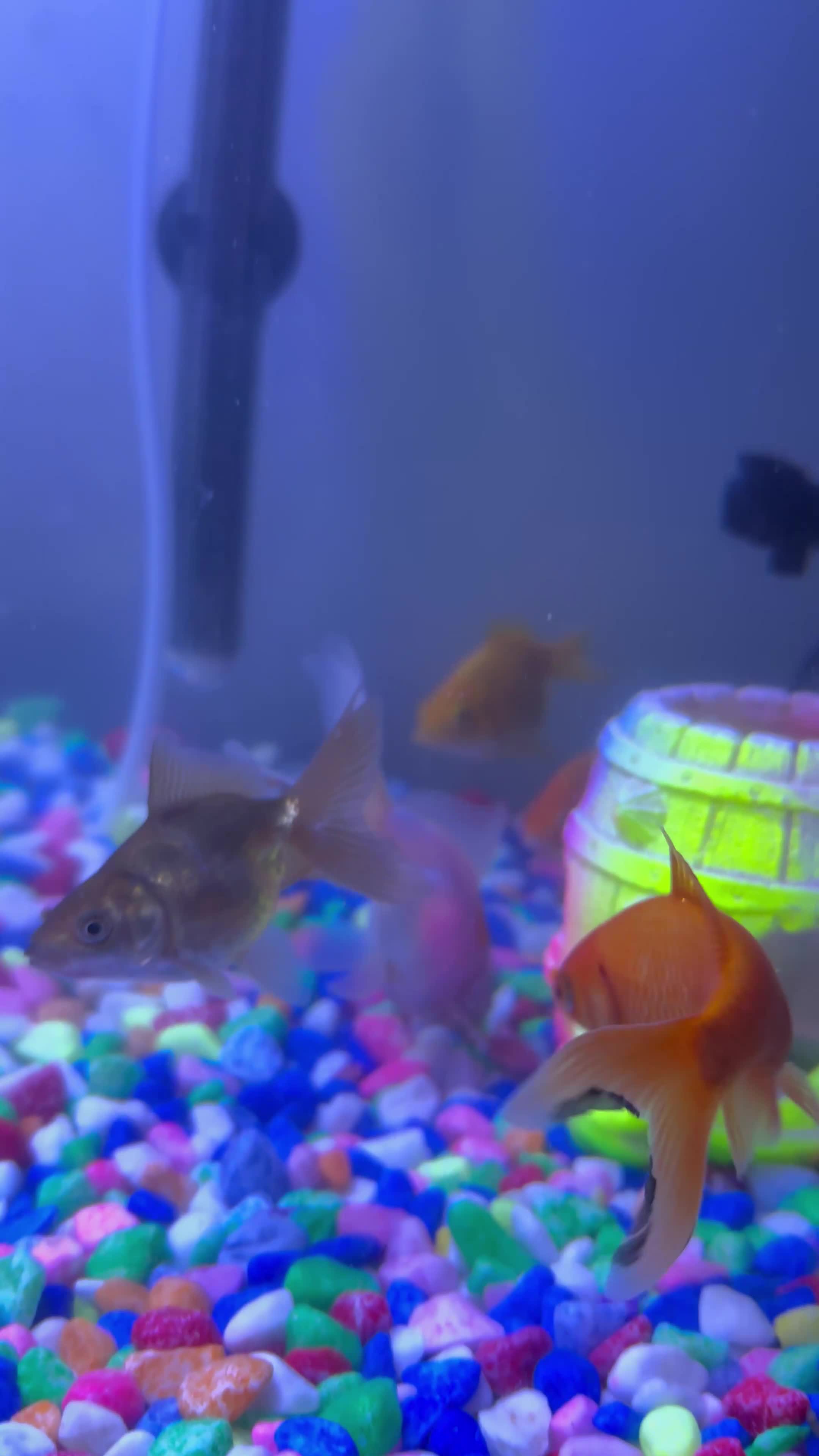 Other/Mixed Breed fish for sale: 7 Goldfish & 2 Baby Plecos & 180L Fish Tank - Video 1
