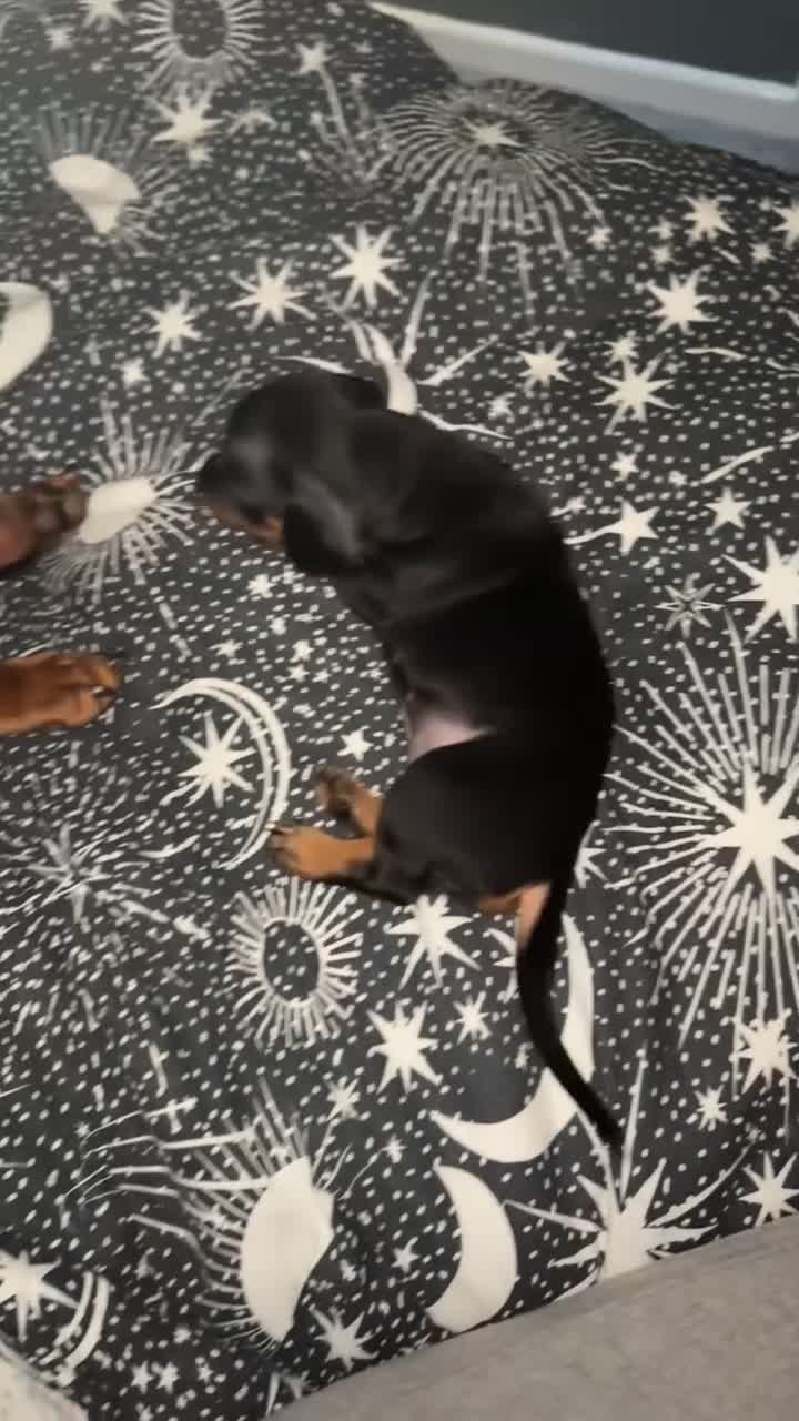 Dachshund dogs for sale: Dachshund - Video 1