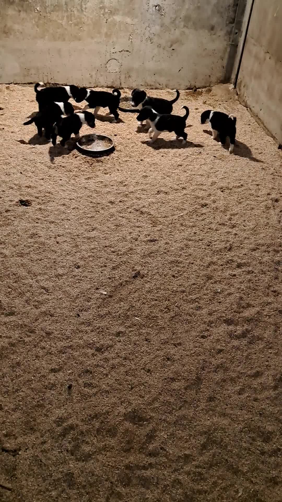 Border Collie dogs for sale: Farm reared border collie pups - Video 1
