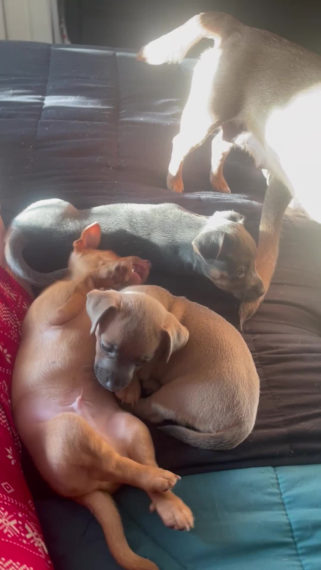 Jack Russell dogs for sale: Only 2 left 1 girl 1 boy Miniature Jack Russell  - Video 5