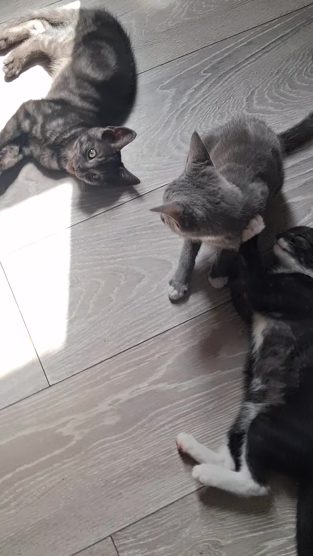 Mixed Breed cats for sale: Beautiful.cuddly and playful mixed kittens  - Video 1