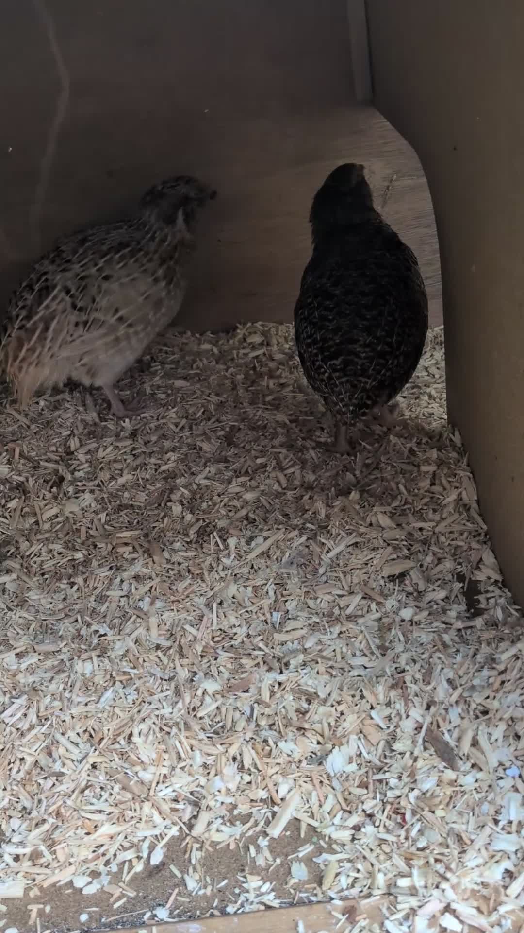 Quail poultry for sale: Quail Roos/ Males for sale. Mixed colours in Llangollen - Video 1