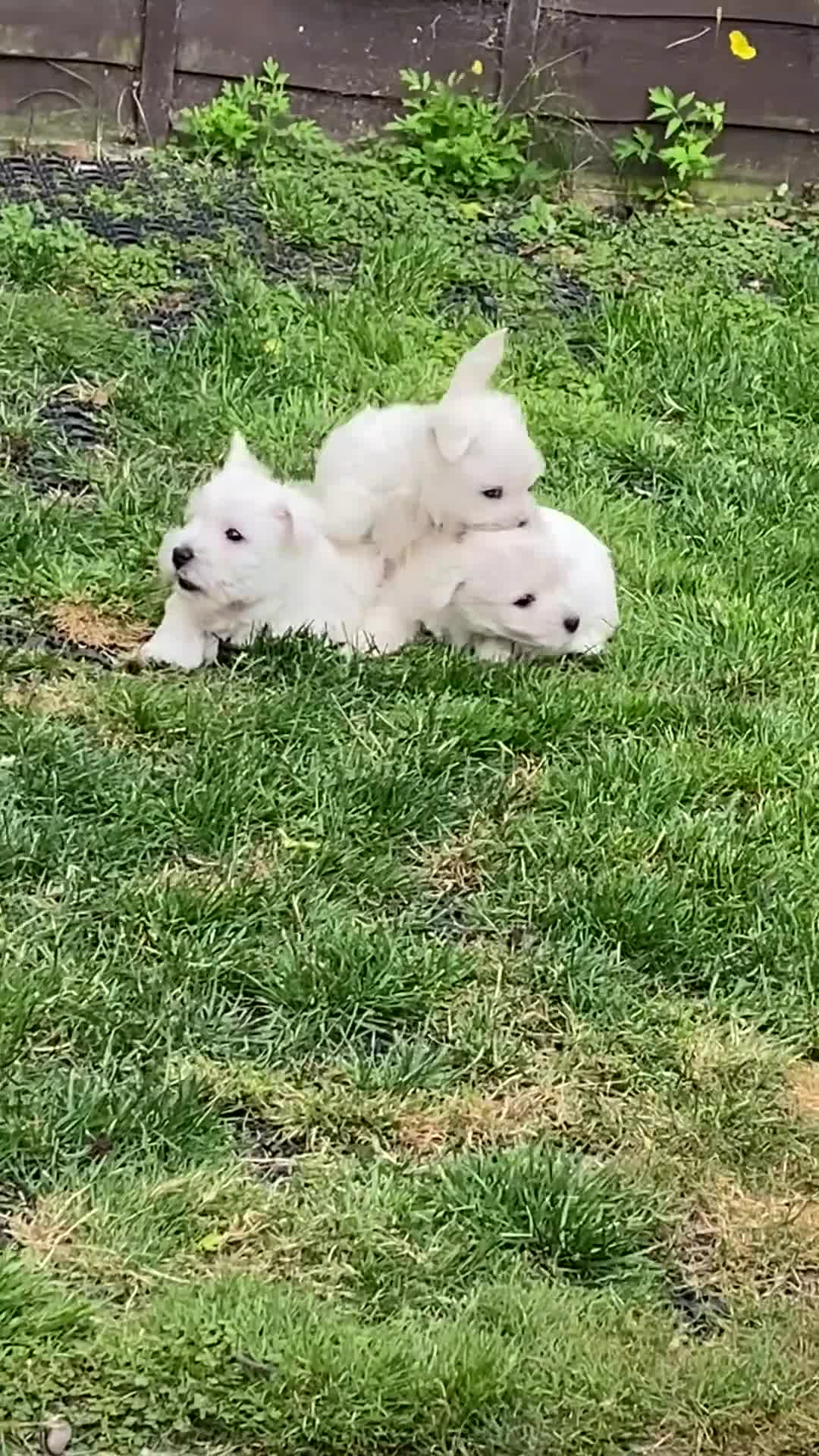West Highland Terrier dogs for sale: Beautiful West Highlsnd White Terrier Puppies- - Video 2