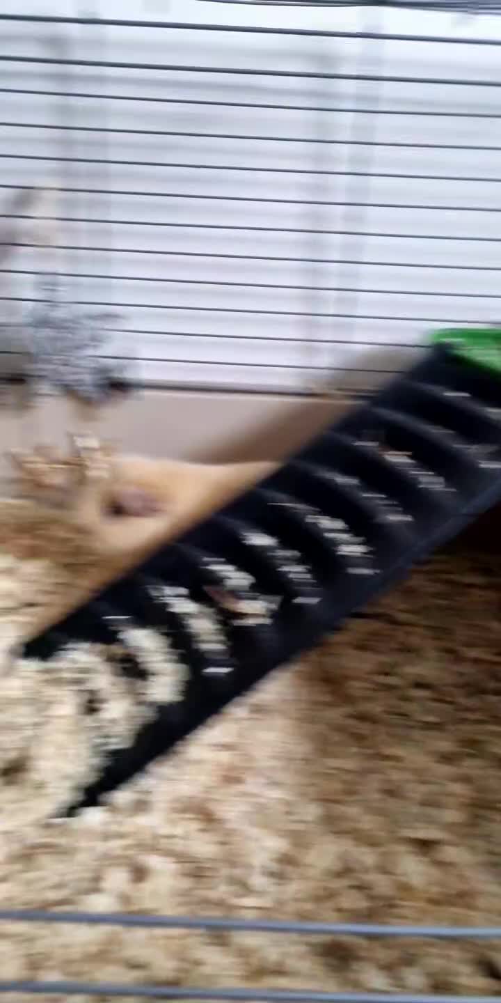 Guinea Pig rodents for sale: 2 Female Guinea Pigs - Video 1