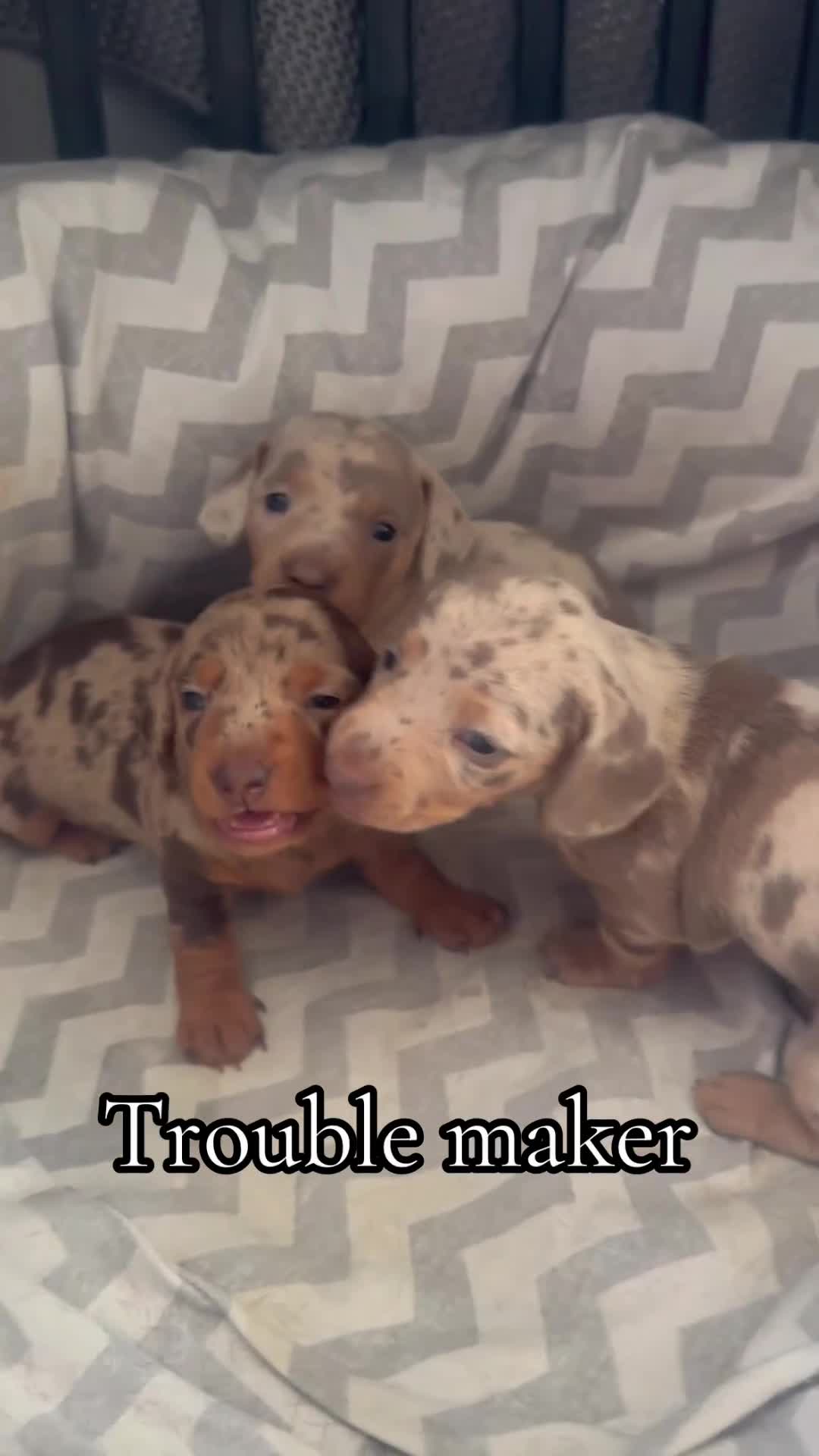Miniature Dachshund dogs for sale: KC reg stunning cream & blue dapple puppies  - Video 1