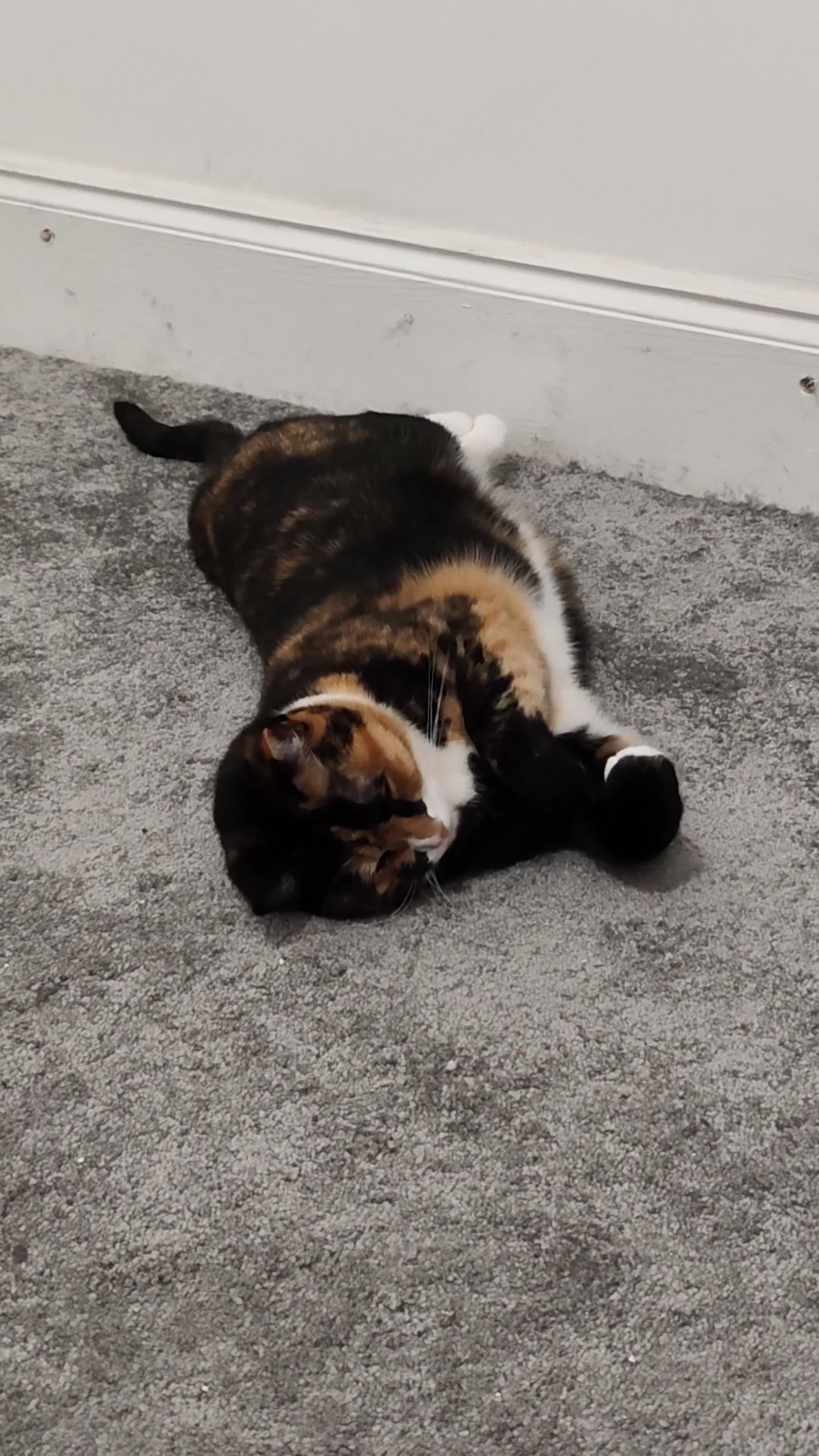 Domestic Shorthair cats for sale: CHOCO IN NEED OF EMERGENCY REHOMING in Liverpool - Video 2