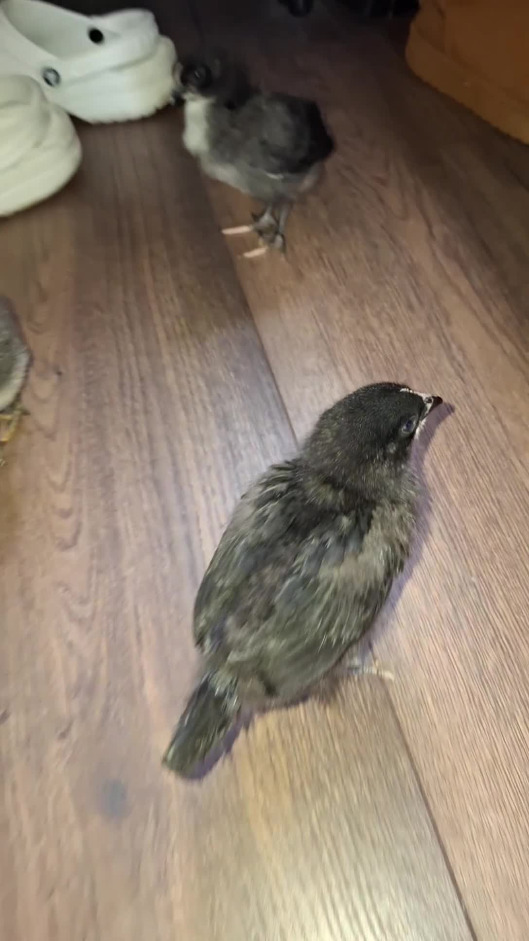 Chickens poultry for sale: 5 chicks - Video 1
