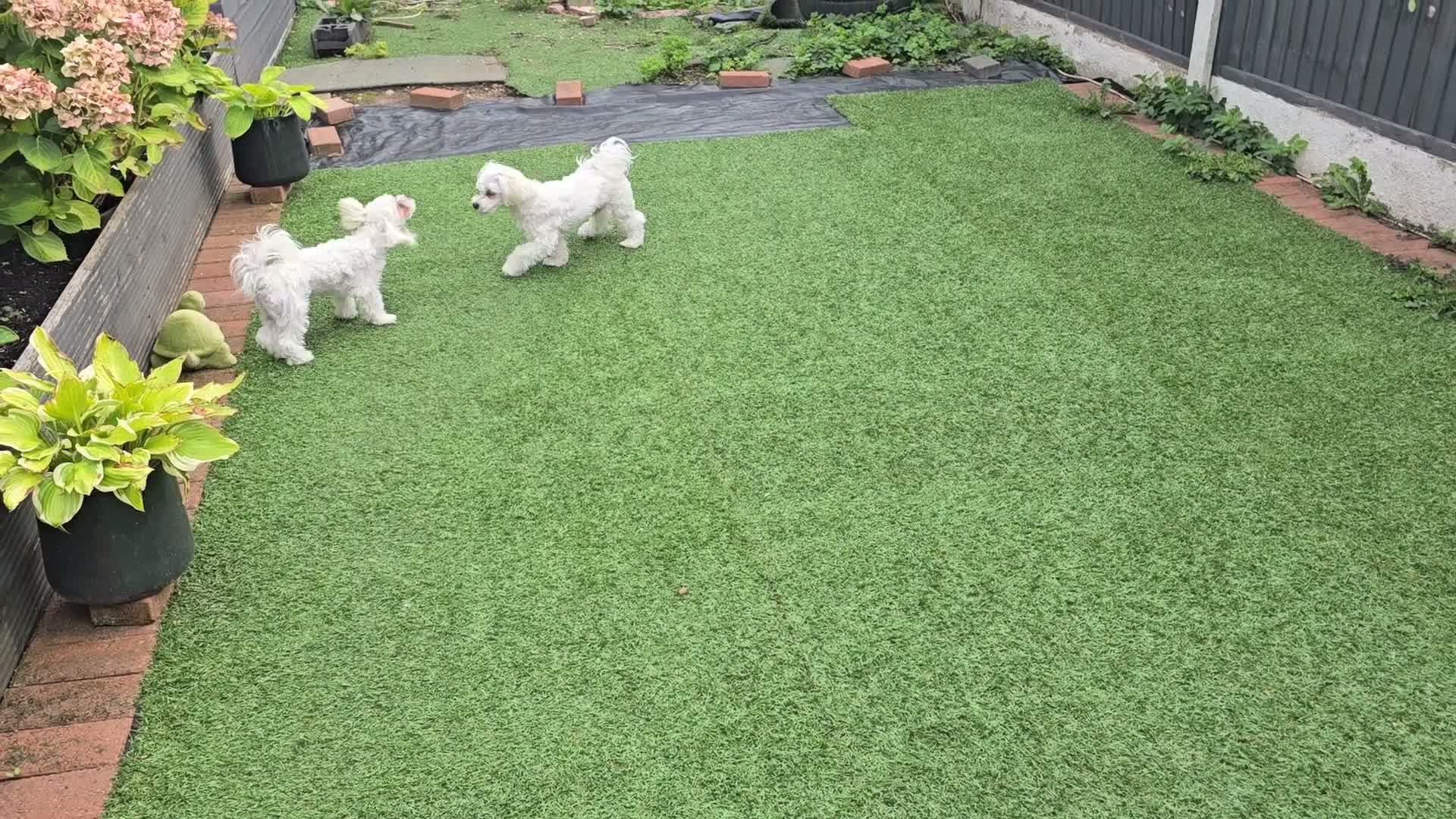Maltese dogs for sale: Max & Mickey two beautiful Maltese puppies  - Video 2
