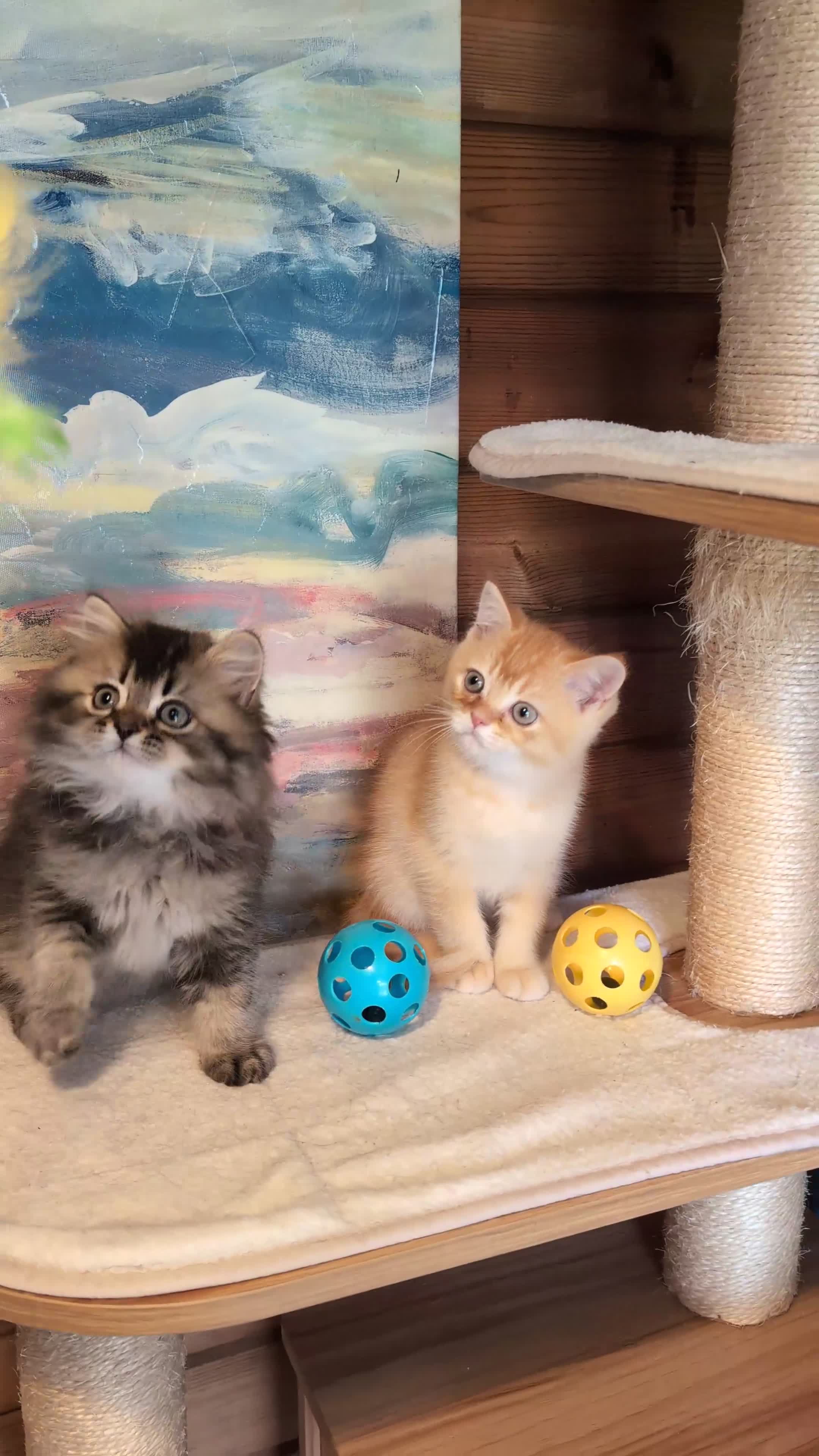 Scottish Fold cats for sale: ⭐ Ready Now Scottish straight kittens  ⭐ - Video 2