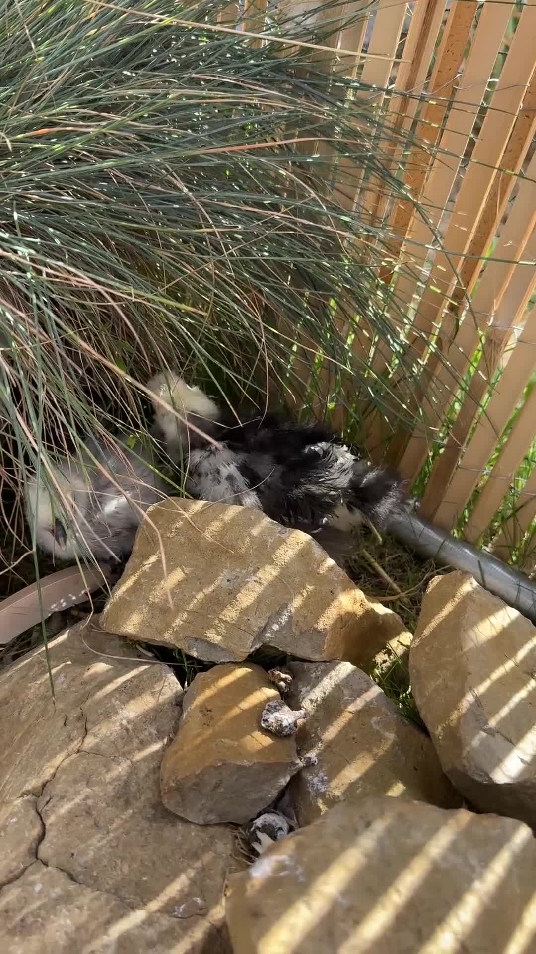 Chickens poultry for sale: Two show type bearded silkies  - Video 1