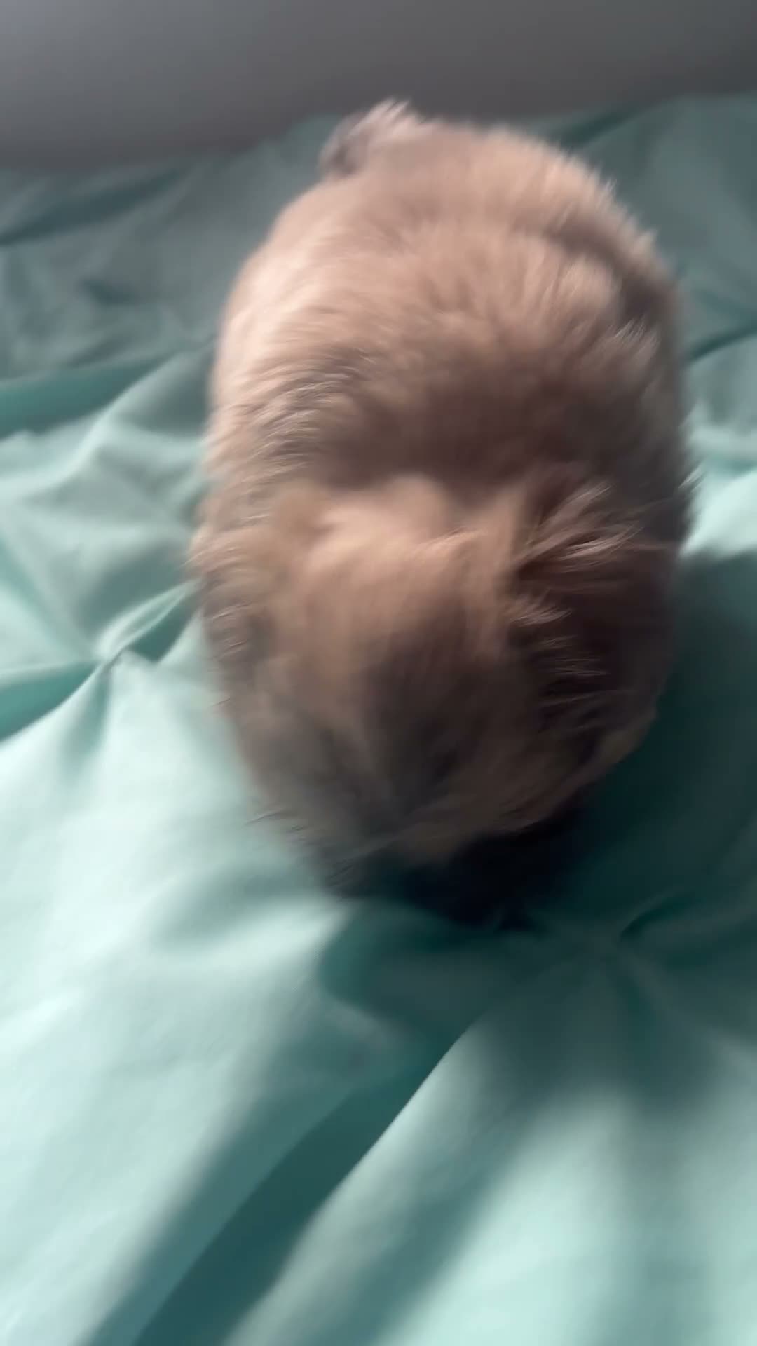 Shih Tzu dogs for sale: Boy Shih Tzu puppy - Video 1