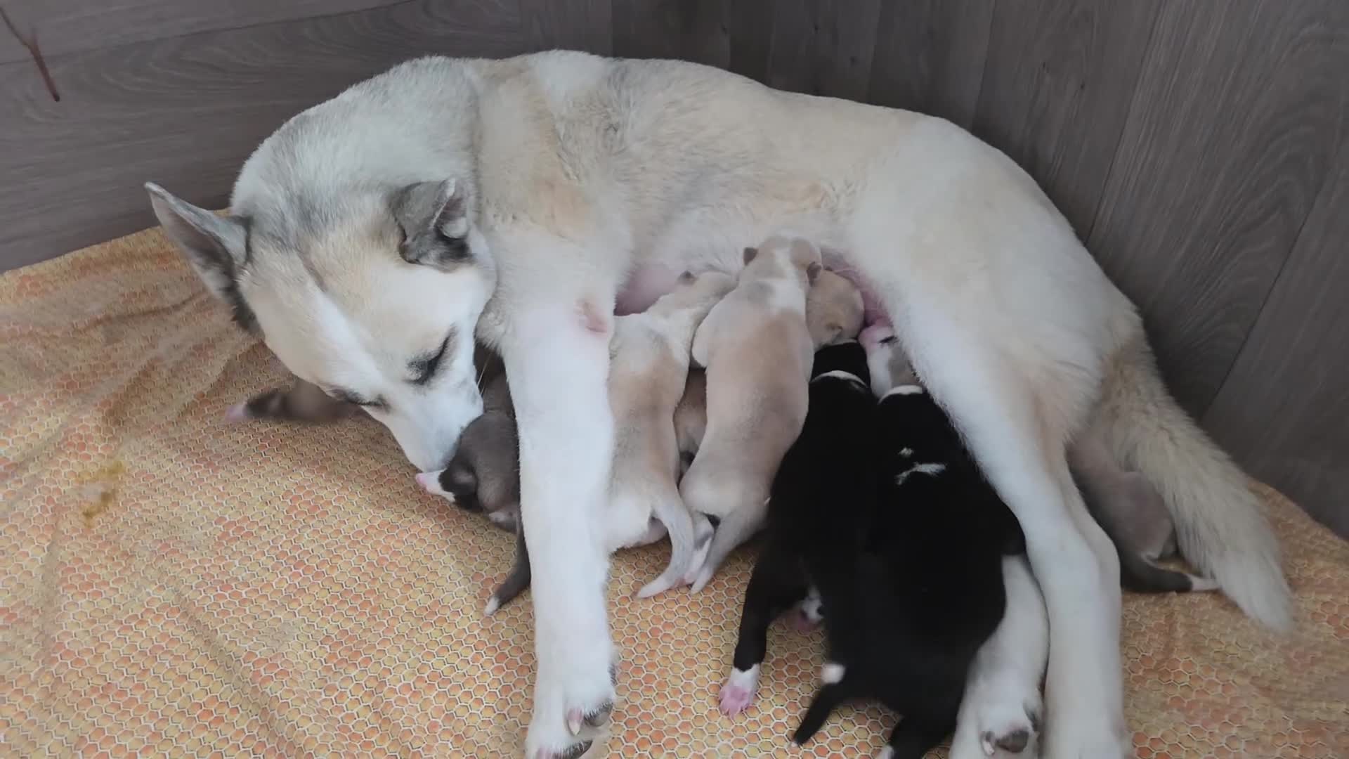 Huskita dogs for sale: Puppies for sale - Video 1
