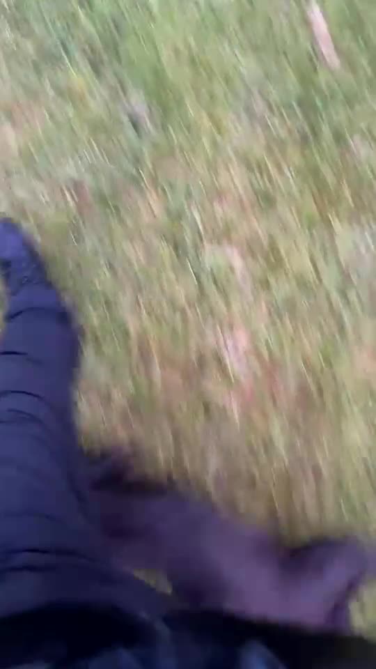 Cocker Spaniel dogs for stud: Working cocker spaniel for stud  in Alfreton - Video 1