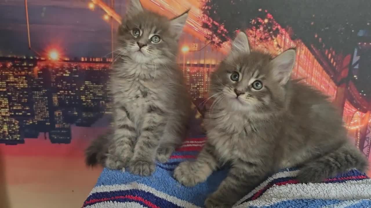 Maine Coon cats for sale: Maine coon kittens ready for reservation - Video 1