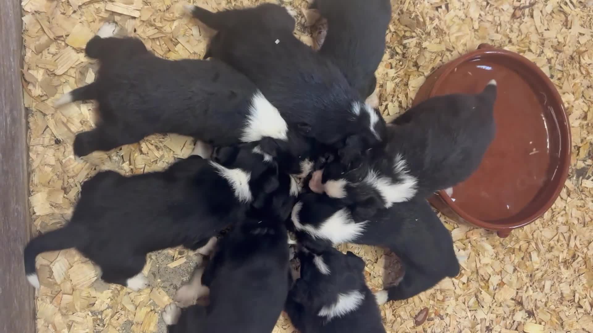 Border Collie dogs for sale: Pure bred, beautiful Border Collie puppies 🖤🤍🐾 - Video 1