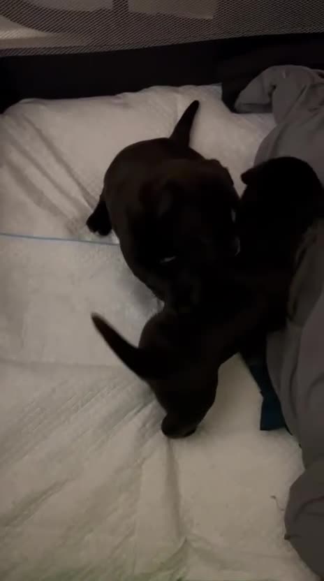 Mixed Breed dogs for sale: Frenchie x pocket bully x old English bulldog in Snodland - Video 1
