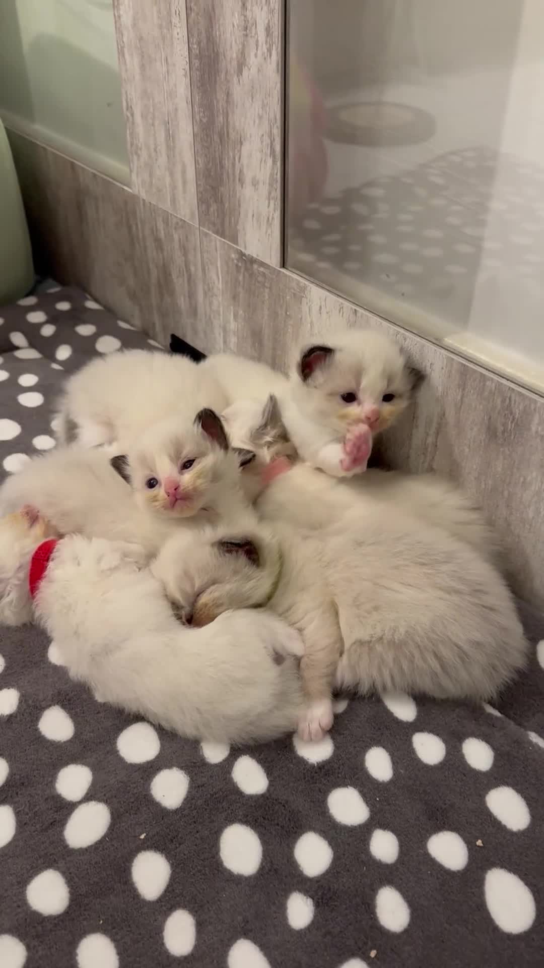 Ragdoll cats for sale: Beautiful Ragdoll Kittens  - Video 4