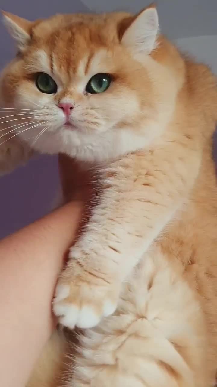 British Shorthair cats for sale: TEDDYBEAR CUDDLY INTENSE GREEN EYES in Leatherhead - Video 2