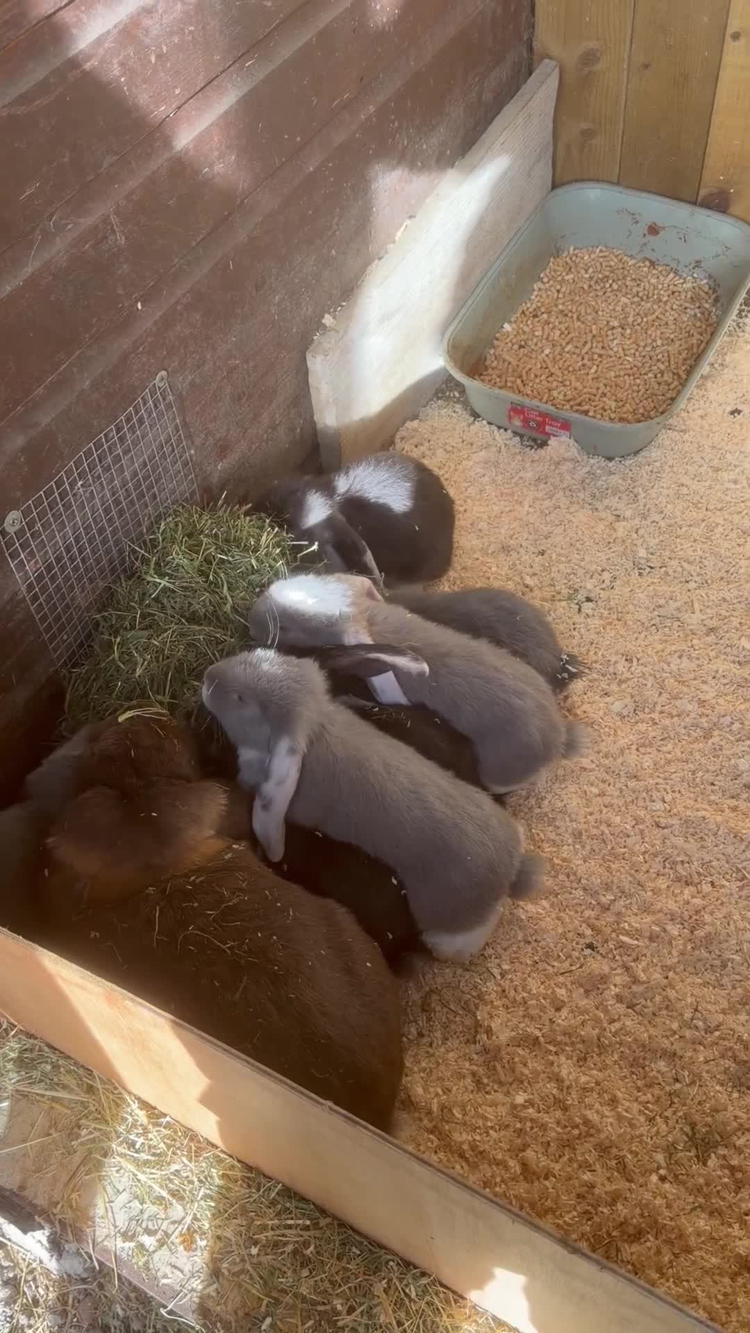 French Lop rabbits for sale: Giant French lops - Video 1